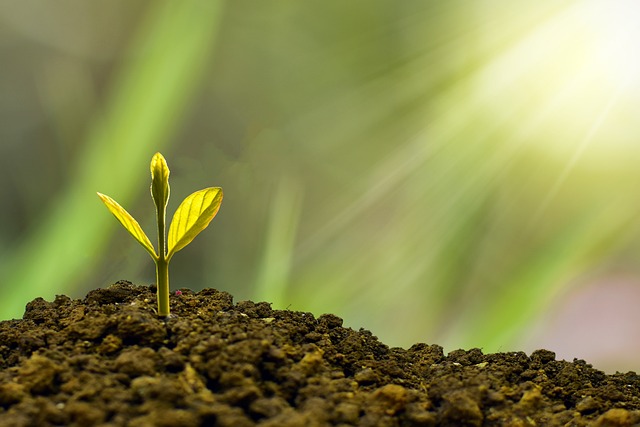 van zaadje tot groene oase: een reis door plantenverzorging, tuinontwerp, biologisch tuinieren en seizoensgebonden onderhoud