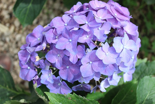 Klimhortensia: een veelzijdige klimplant voor elke tuin